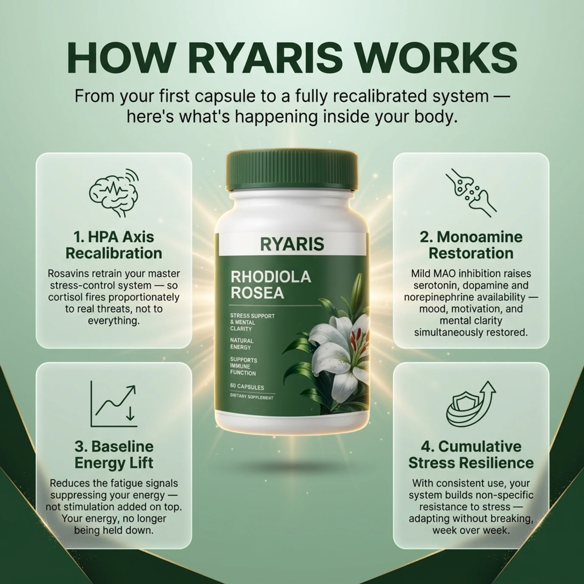 Rhodiola Rosea